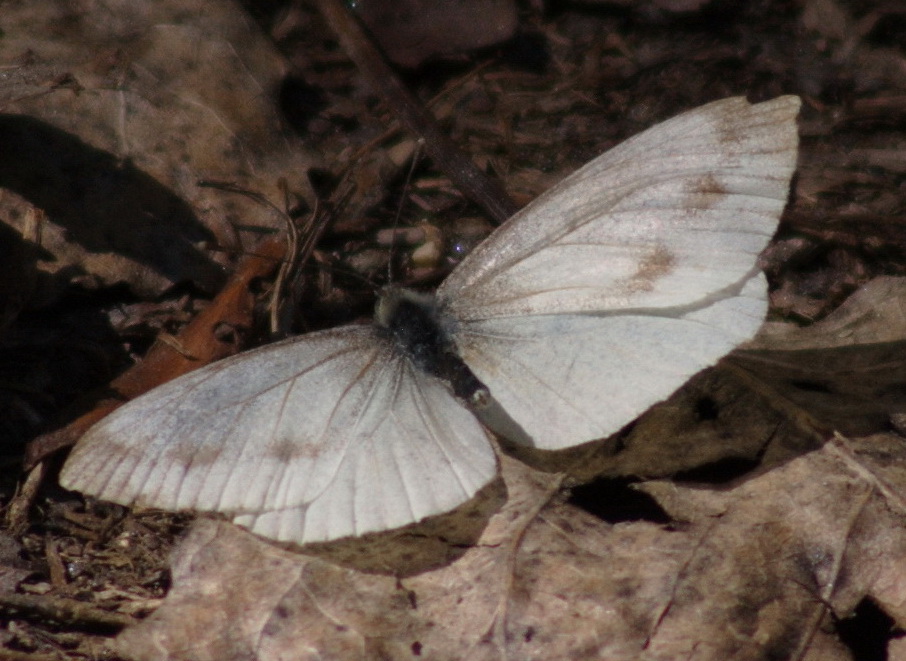 Pieridae sp. e ?